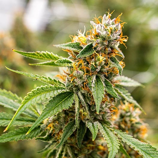 buy-premium-feminized-cannabis-Neptune-OG-Seeds