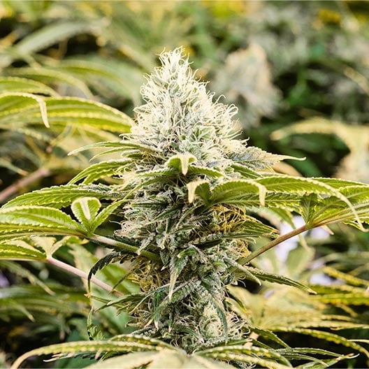 buy-premium-feminized-cannabis-Orange-Punch-Seeds