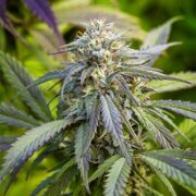 buy-premium-feminized-cannabis-Purple-Gelato-Seeds