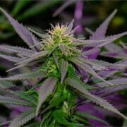 buy-premium-feminized-cannabis-Purple-Ghost-Candy-Seeds