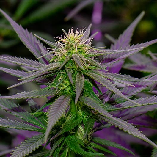 buy-premium-feminized-cannabis-Purple-Ghost-Candy-Seeds