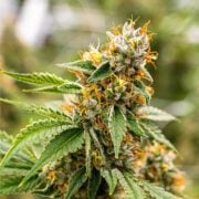 buy-premium-feminized-cannabis-Red-Bullz-Seeds