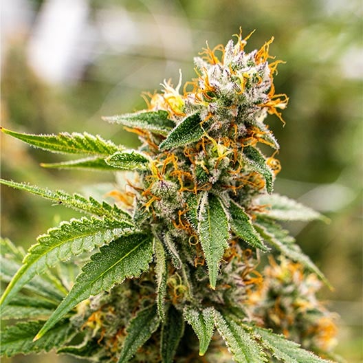 buy-premium-feminized-cannabis-Red-Bullz-Seeds