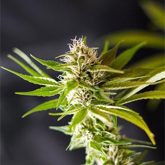 buy-premium-feminized-cannabis-Red-Cherry-Berry-Seeds