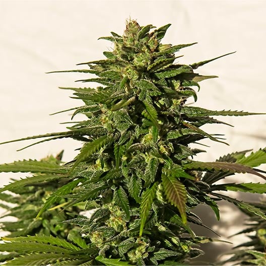 buy-premium-feminized-cannabis-Animal-Face-Seeds