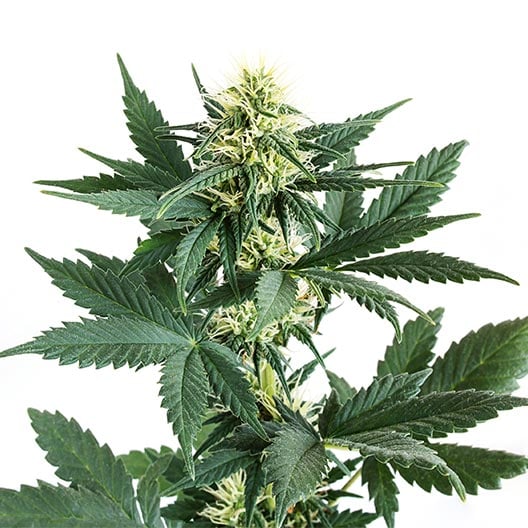 buy-premium-feminized-cannabis-Apples-and-Bananas-Seeds