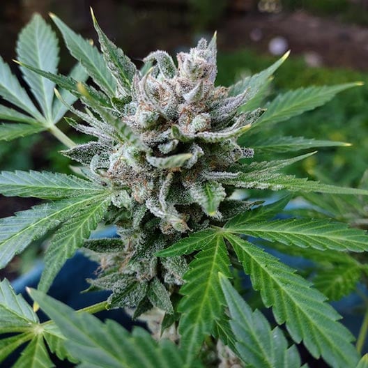 buy-premium-feminized-cannabis-Banana-Mac-Seeds