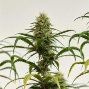 buy-premium-feminized-cannabis-Bio-Jesus-Seeds