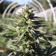 buy-premium-feminized-cannabis-Black-Cherry-Gelato-Seeds