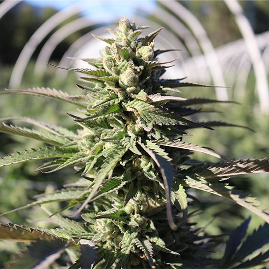 buy-premium-feminized-cannabis-Black-Cherry-Gelato-Seeds