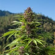 buy-premium-feminized-cannabis-Black-Cherry-Punch-Seeds