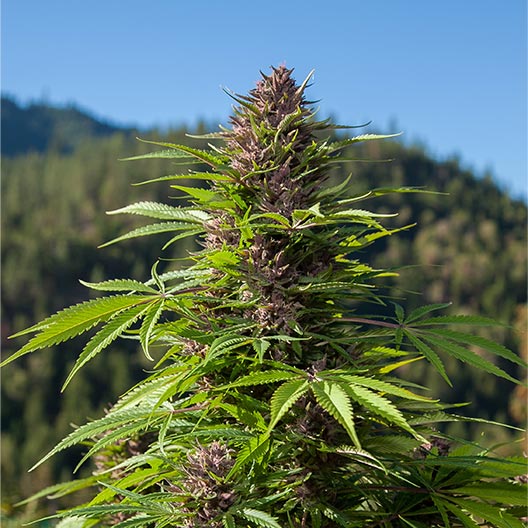 buy-premium-feminized-cannabis-Black-Cherry-Punch-Seeds