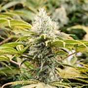 buy-premium-feminized-cannabis-Black-Diesel-Seeds