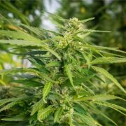 buy-premium-feminized-cannabis-Black-Garlic-Seeds