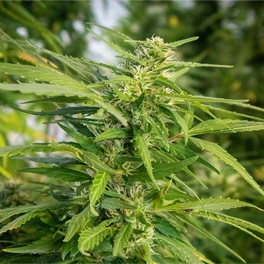 buy-premium-feminized-cannabis-Black-Garlic-Seeds