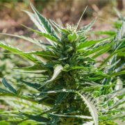 buy-premium-feminized-cannabis-Black-Triangle-Seeds