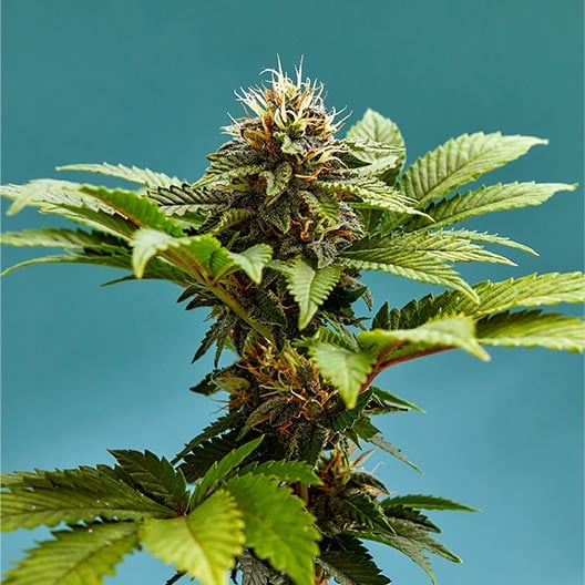buy-premium-feminized-cannabis-Blue-Gushers-Seeds