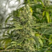 buy-premium-feminized-cannabis-Blue-Moonshine-Seeds