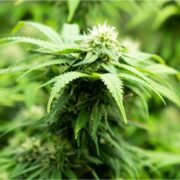 buy-premium-feminized-cannabis-Blueberry-Sugar-Seeds