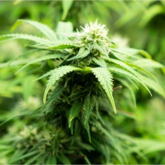 buy-premium-feminized-cannabis-Blueberry-Sugar-Seeds