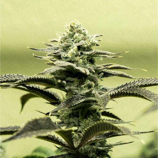buy-premium-feminized-cannabis-Cap-Junky-Seeds