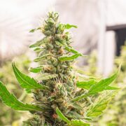 buy-premium-feminized-cannabis-Cereal-Milk-Seeds