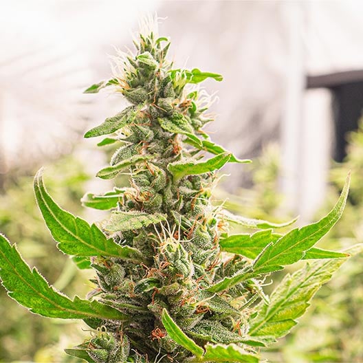 buy-premium-feminized-cannabis-Cereal-Milk-Seeds