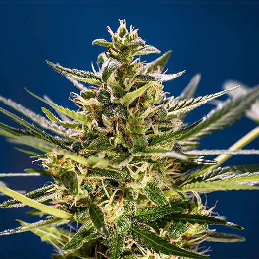 buy-premium-feminized-cannabis-Dante's-Inferno-Seeds