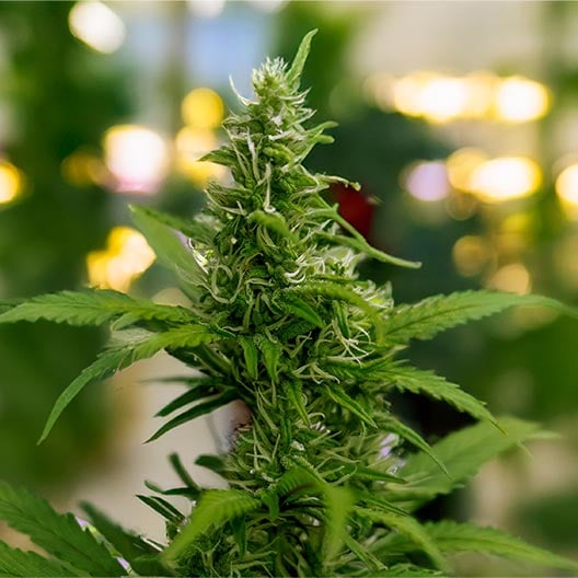 buy-premium-feminized-cannabis-Dolato-Do-Si-Lato-Seeds