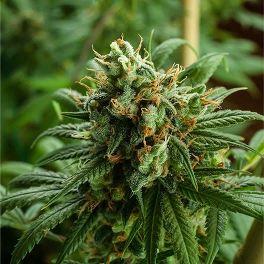 buy-premium-feminized-cannabis-Donny-Burger-Seeds