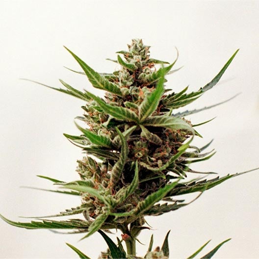 buy-premium-feminized-cannabis-Glitter-Bomb-Seeds