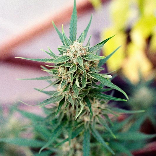 buy-premium-feminized-cannabis-Guava-Seeds