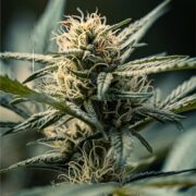 buy-premium-feminized-cannabis-Gushers-Seeds