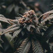 buy-premium-feminized-cannabis-Kush-Mints-Seeds