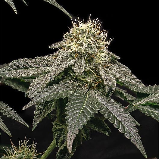 buy-premium-feminized-cannabis-Lava-Cake-Seeds