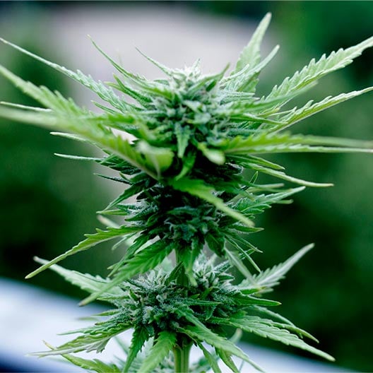 buy-premium-feminized-cannabis-Lime-OG-Seeds