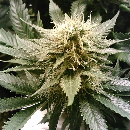 buy-premium-feminized-cannabis-Lime-Skunk-Seeds