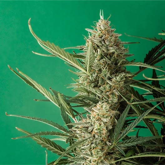 buy-premium-feminized-cannabis-Lime-Sorbet-Seeds