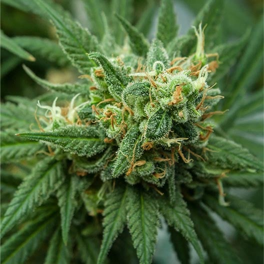buy-premium-feminized-cannabis-Mochi-Seeds