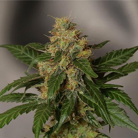 buy-premium-feminized-cannabis-Oreoz-Seeds