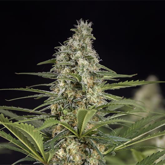 buy-premium-feminized-cannabis-Pishin-Black-Seeds