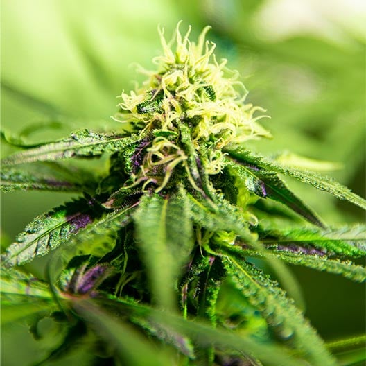 buy-premium-feminized-cannabis-Pure-Michigan-Seeds