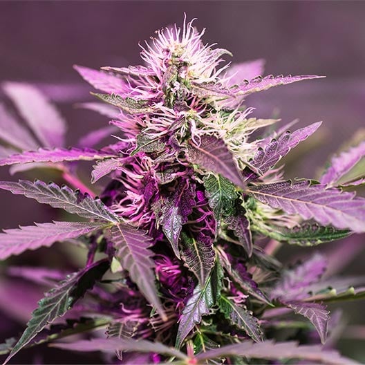 buy-premium-feminized-cannabis-Purple-Octane-Seeds