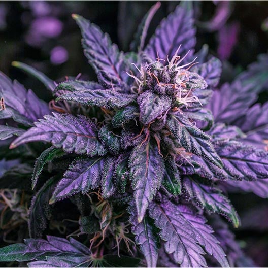 buy-premium-feminized-cannabis-Purple-Tangie-Seeds