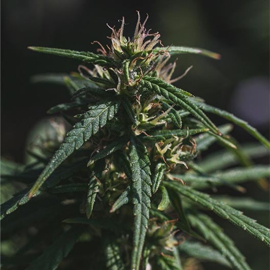 buy-premium-feminized-cannabis-RS11--Rainbow-Sherbert-#11-Seeds