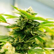 buy-premium-feminized-cannabis-Red-Dragon-Seeds