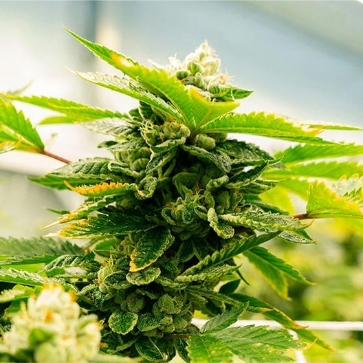 buy-premium-feminized-cannabis-Red-Dragon-Seeds