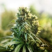 buy-premium-feminized-cannabis-Red-Runtz-Seeds