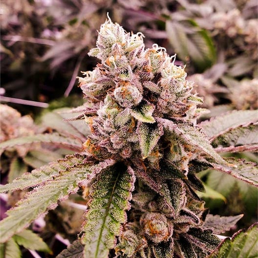 buy-premium-feminized-cannabis-Red-Velvet-Seeds