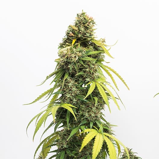 buy-premium-feminized-cannabis-Slurricane-Seeds